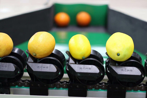 智能分選--檸檬分選機(jī) 智能分選--檸檬分選機(jī)